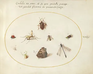 Ladybird Prints: Plate 21: A Butterfly with a Dragonfly