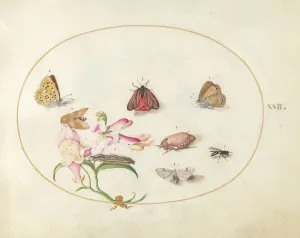 Moth Prints: Plate 22: Butterflies with Other Insects and a Snapdragon
