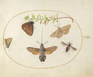 Moth Prints: Plate 23: Hawk Moth, Butterflies