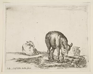 Plate 24: donkeys, from Various animals (Diversi animali), ca. 1641