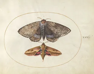 Moth Prints: Plate 25: Blue Underwing Moth and Spurge Hawk Moth, c. 1575/1580. Creator: Joris Hoefnagel