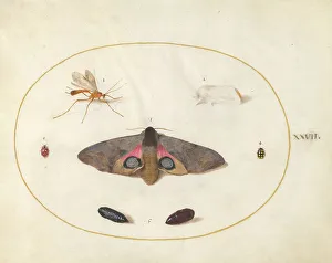 Moth Prints: Plate 27: Two Moths, Two Chyrsalides