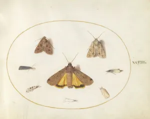 Moth Prints: Plate 28: Eight Moths, c. 1575/1580. Creator: Joris Hoefnagel