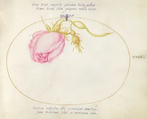 Rosebud Prints: Plate 29: Pink Rose and Rosebud, c. 1575/1580. Creator: Joris Hoefnagel