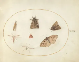 Moth Prints: Plate 30: Seven Moths, c. 1575/1580. Creator: Joris Hoefnagel