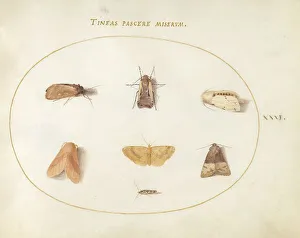 Moth Prints: Plate 31: Seven Moths, c. 1575/1580. Creator: Joris Hoefnagel