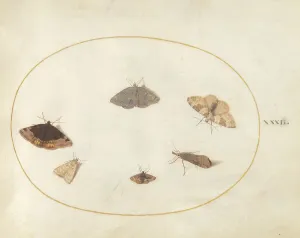 Moth Prints: Plate 32: Six Moths, c. 1575/1580. Creator: Joris Hoefnagel