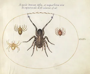Spiders Prints: Plate 34: Four Spiders, c. 1575/1580. Creator: Joris Hoefnagel