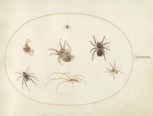 Spiders Prints: Plate 38: Seven Spiders, c. 1575/1580. Creator: Joris Hoefnagel