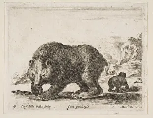 Bear Cub Gallery: Plate 4: bear, from Various animals (Diversi animali), 1641