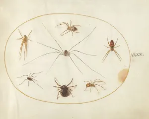 Plate 40: Eight Spiders, c. 1575/1580. Creator: Joris Hoefnagel