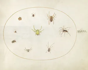 Plate 41: Yellow Spider Surrounded by Eight Spiders, c. 1575/1580. Creator: Joris Hoefnagel