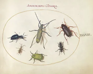 Plate 43: Beetles and Insects, c. 1575/1580. Creator: Joris Hoefnagel