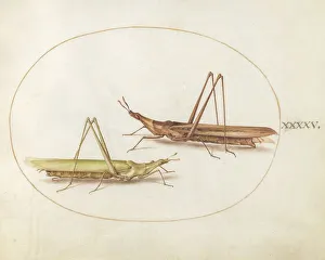 Grasshopper Prints: Plate 45: Two Grasshoppers, c. 1575/1580. Creator: Joris Hoefnagel