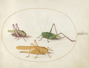 Grasshopper Prints: Plate 46: Three Grasshoppers, c. 1575/1580. Creator: Joris Hoefnagel