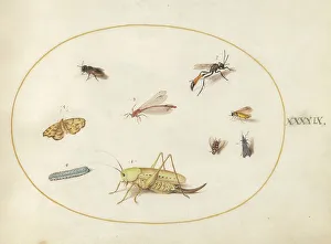 Moth Prints: Plate 49: A Grasshopper, a Caterpillar