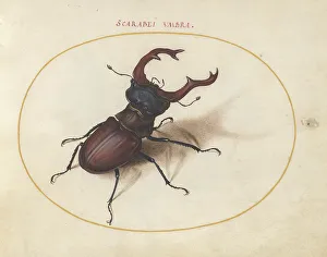 Plate 5: Stag Beetle, c. 1575/1580. Creator: Joris Hoefnagel