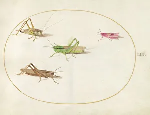 Grasshopper Prints: Plate 52: Four Grasshoppers, c. 1575/1580. Creator: Joris Hoefnagel