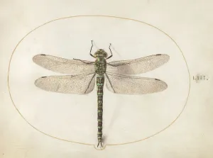Dragonfly Prints: Plate 53: Dragonfly, c. 1575/1580. Creator: Joris Hoefnagel
