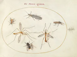 Bees Prints: Plate 58: A Bee and Five Other Insects, c. 1575/1580. Creator: Joris Hoefnagel