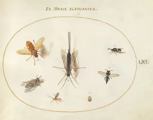 Flies Prints: Plate 61: Seven Insects, Including a Small Striped Beetle