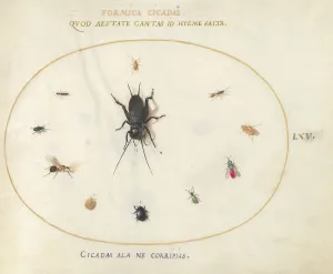 Plate 65: A Cricket Surrounded by Insects, c. 1575/1580. Creator: Joris Hoefnagel