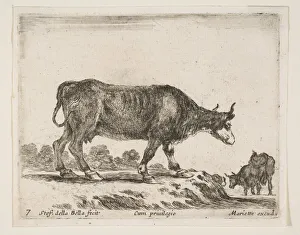 Plate 7: ox, from Various animals (Diversi animali), ca. 1641