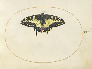 Plate 7: Swallowtail Butterfly, c. 1575/1580. Creator: Joris Hoefnagel