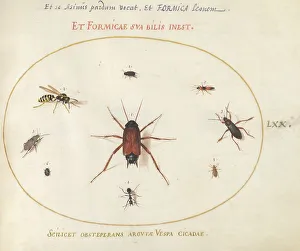 Plate 70: A Roach Surrounded by Insects, c. 1575/1580. Creator: Joris Hoefnagel