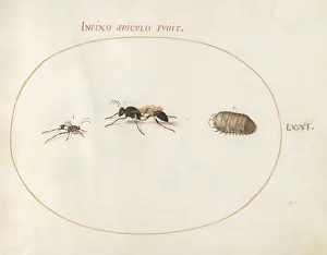 Wasp Prints: Plate 71: Two Wasps and a Pill Bug, c. 1575/1580. Creator: Joris Hoefnagel
