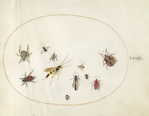 Wasp Prints: Plate 72: Shield Bug, Wasp, and Other Insects, c. 1575/1580. Creator: Joris Hoefnagel