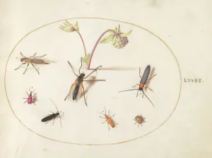 Aquilegia Prints: Plate 76: Insects with a Pink and Cream Columbine, c. 1575/1580. Creator: Joris Hoefnagel