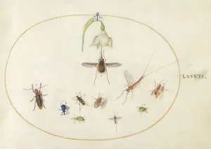 Moth Prints: Plate 77: Hummingbird Hawk Moth with a White Flower