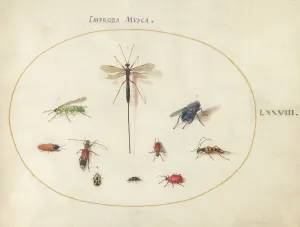 Plate 78: Ten Insects, Including a Blue Fly, c. 1575/1580. Creator: Joris Hoefnagel