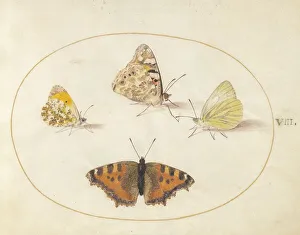 Small White Prints: Plate 8: Four Butterflies, c. 1575/1580. Creator: Joris Hoefnagel