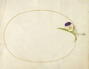 Sweet Violet Prints: Plate 80: Purple and Yellow Viola, c. 1575/1580. Creator: Joris Hoefnagel