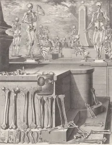 Plate for the Atlas Anatomico (unpublished), Plate ca. 1680-9