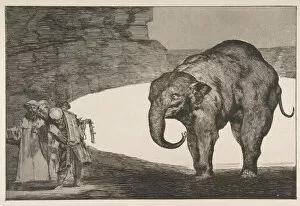 Folly Gallery: Plate C from the Disparates : Animal Folly, ca. 1816-23 (published before 1877)
