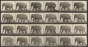 Movement Gallery: Plate Number 733. Elephant walking, 1887. Creator: Eadweard J Muybridge