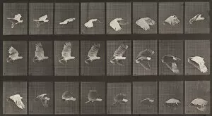 Images Dated 29th March 2021: Plate Number 758. Cockatoo flying, 1887. Creator: Eadweard J Muybridge