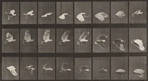 Movement Gallery: Plate Number 758. Cockatoo flying, 1887. Creator: Eadweard J Muybridge