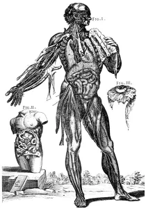 Abdomen Prints: Plate showing muscles and contents of the abdomem, 1648. Artist: Pietro Berrettino