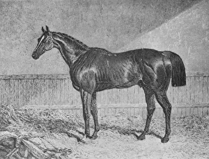 Stallion Prints: Plenipotentiary, 1831-1854, (1911)