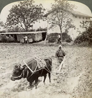 Ox Drawn Plough Gallery: Ploughing flooded ground for rice planting, north of the main road at Uji, near Kyoto, Japan, 1904