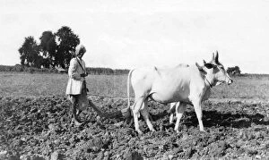 Images Dated 15th October 2007: Ploughing in India, 1917