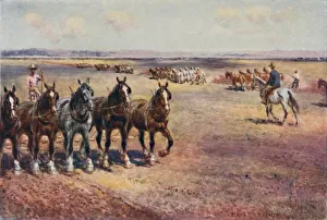 Shire Horse Gallery: Ploughing on a Large Scale, 1923. Creator: Unknown