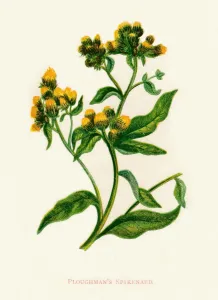 Society Promoting Christian Knowledge Prints: Ploughmans Spikenard, c1891, (1891). Artist: Anne Pratt