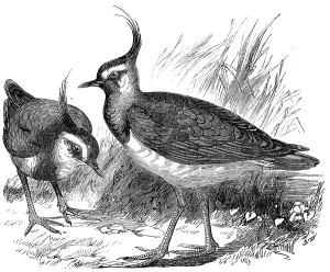 Plover Prints: Plovers, 1856. Creator: Unknown
