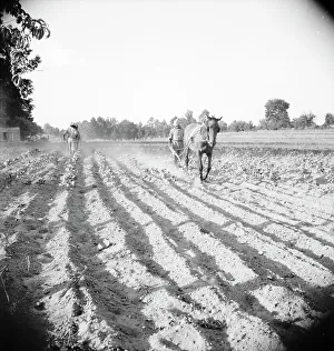 Sharecropper Prints: Plowboy in Alabama earns seventy-five cents daily, 1936. Creator: Dorothea Lange