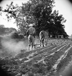 Sharecropper Prints: Plowboy in Alabama earns seventy-five cents daily, 1936. Creator: Dorothea Lange